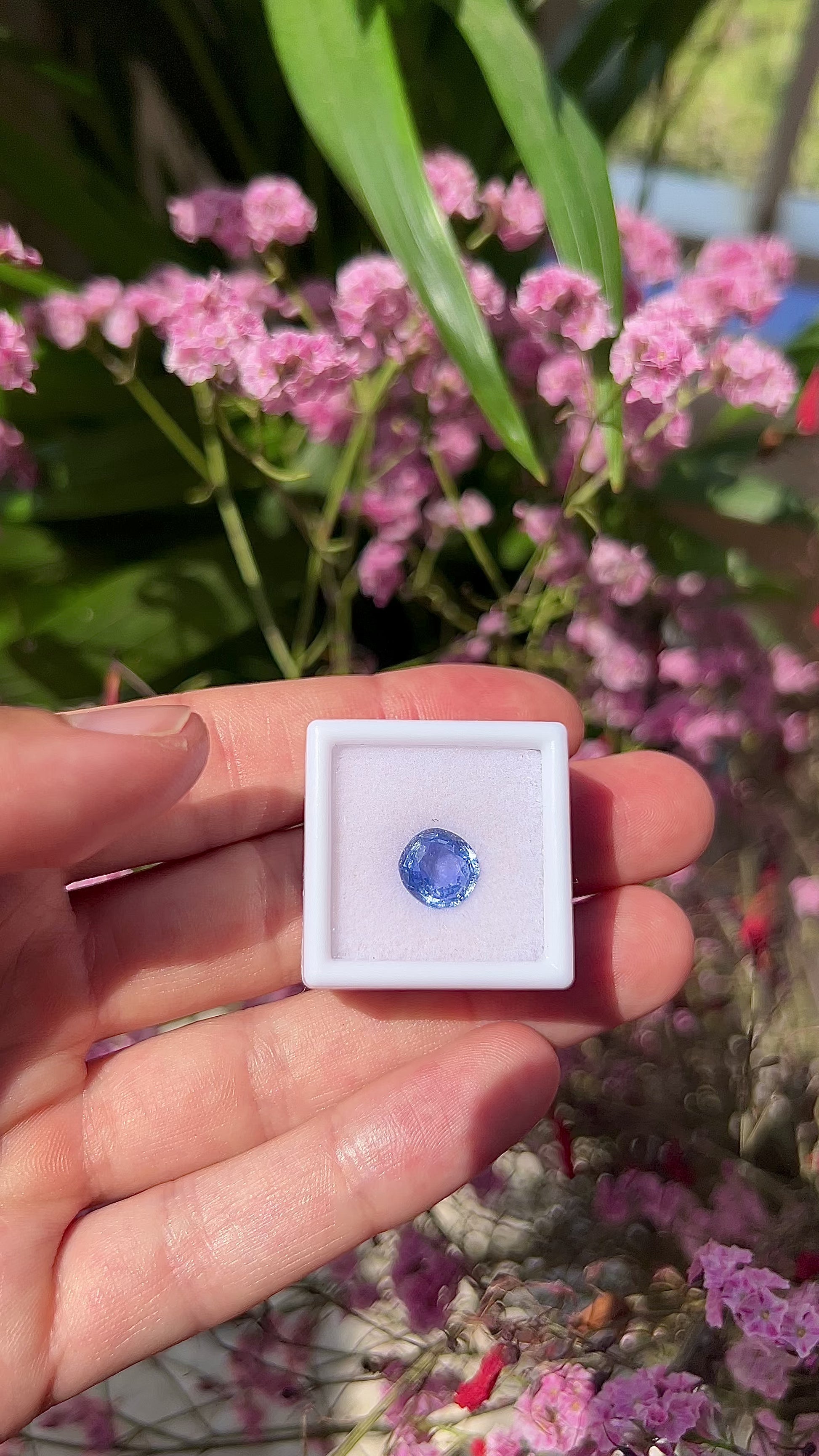 Video showing the intense brilliance, vivid electric blue flashes, and fiery round-cushion sparkle of the unheated 3.48ct Ceylon sapphire in motion.