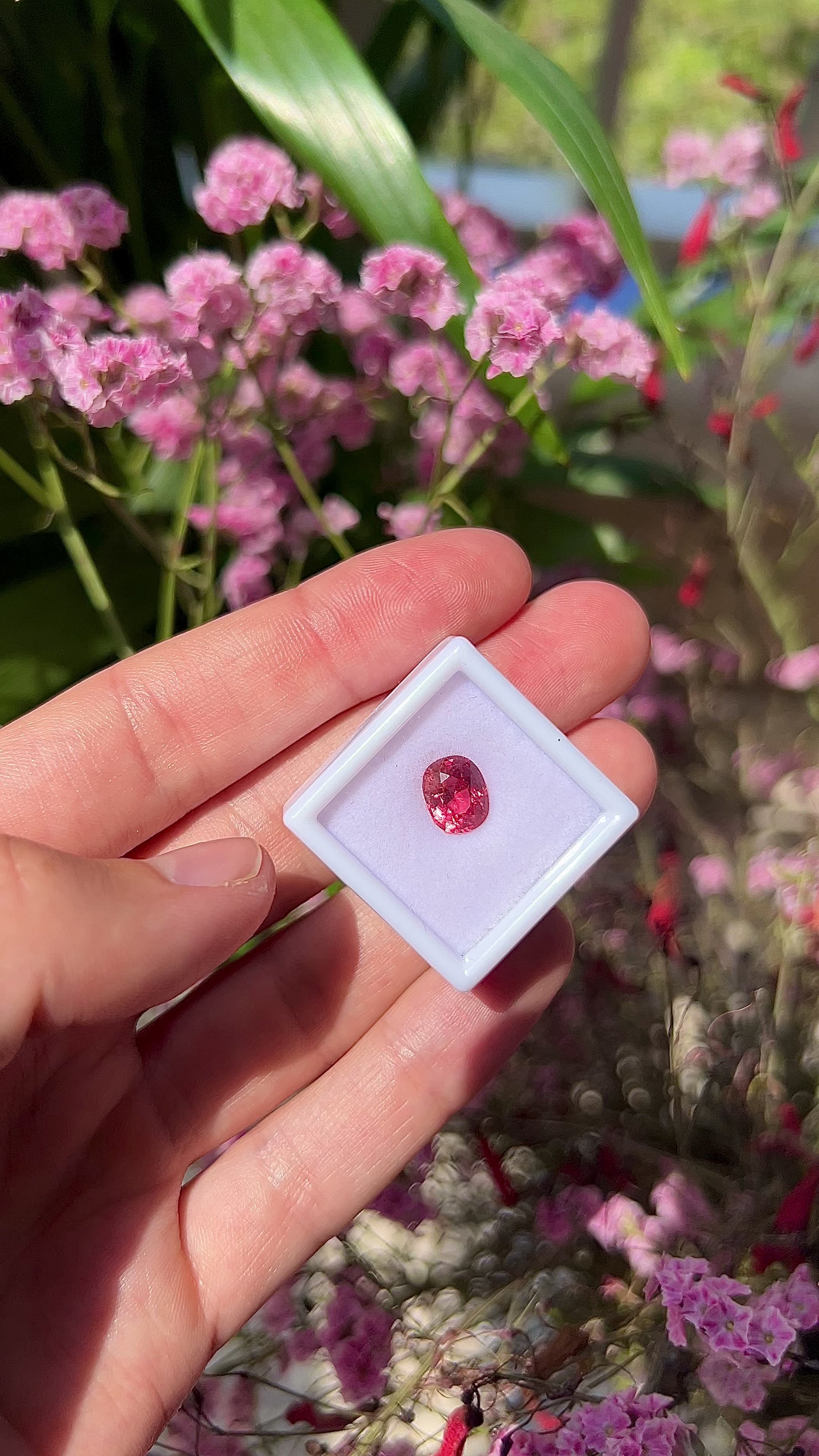 Video showing the intense brilliance, neon electric pink and orange flashes, and fiery sparkle of the unheated 2.40ct Vietnam spinel in motion.