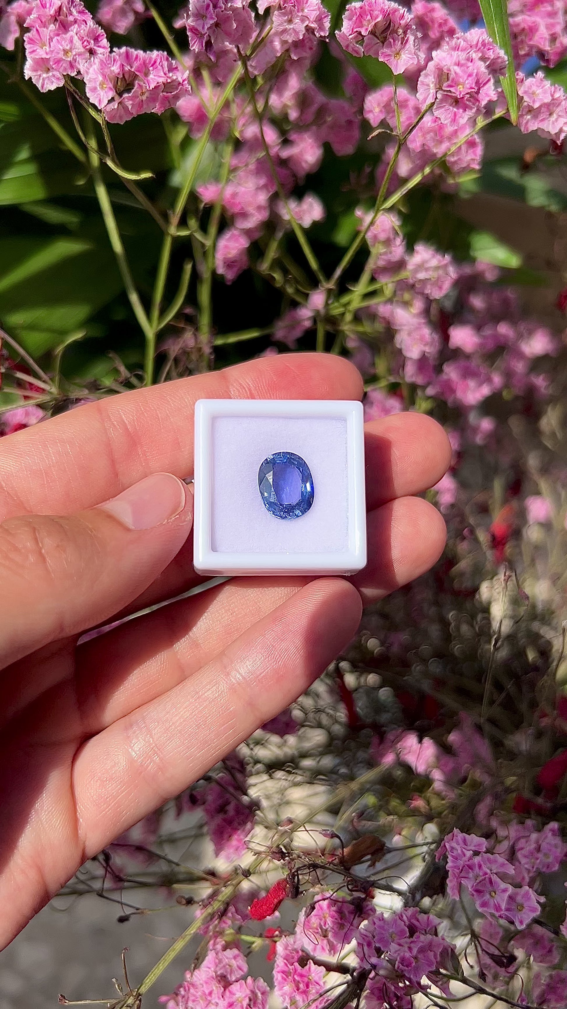 Video showing the intense brilliance, velvety vivid blue flashes, and spectacular fiery sparkle of the natural 5.67ct Ceylon oval cushion sapphire in motion.