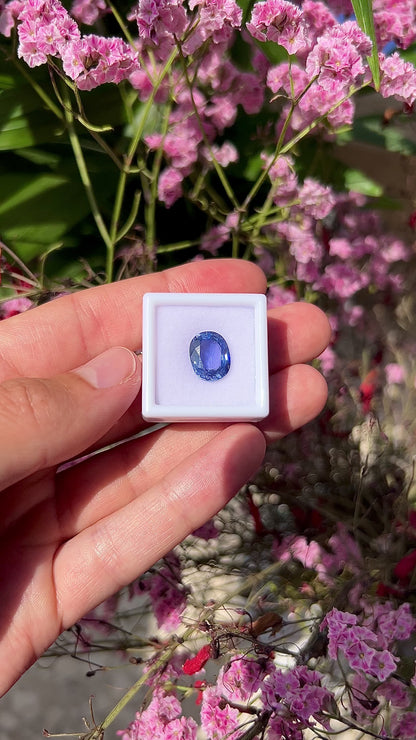 Video showing the intense brilliance, velvety vivid blue flashes, and spectacular fiery sparkle of the natural 5.67ct Ceylon oval cushion sapphire in motion.